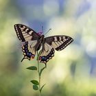 Schwalbenschwanz (Papilio machaon)