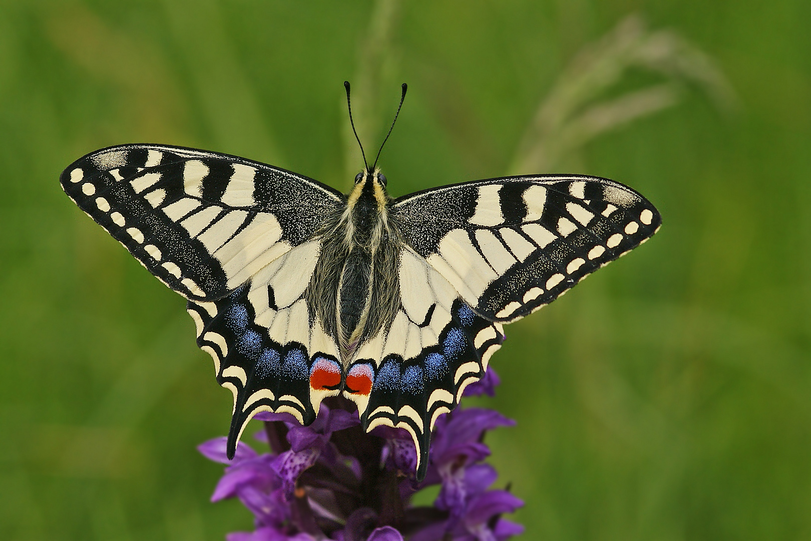 Schwalbenschwanz (Papilio machaon)