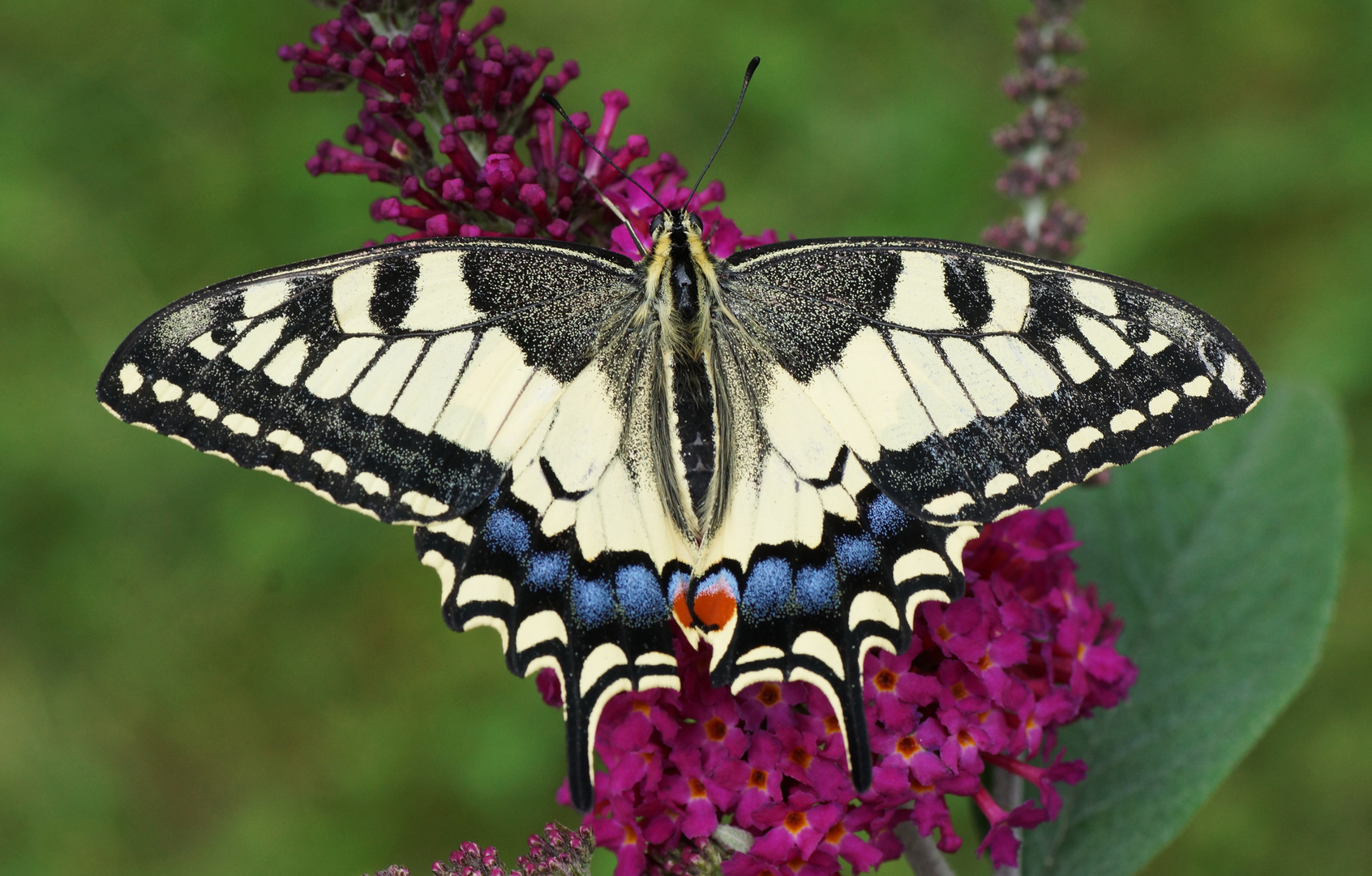  Schwalbenschwanz (Papilio machaon)