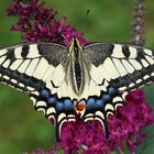  Schwalbenschwanz (Papilio machaon)