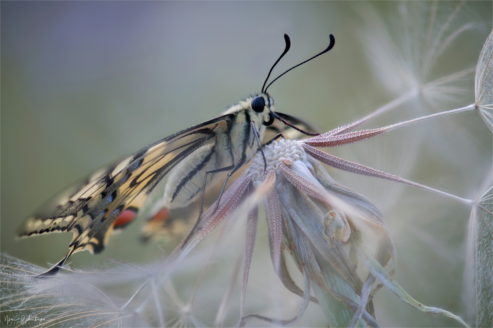 Schwalbenschwanz - Papilio machaon