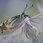 Schwalbenschwanz - Papilio machaon