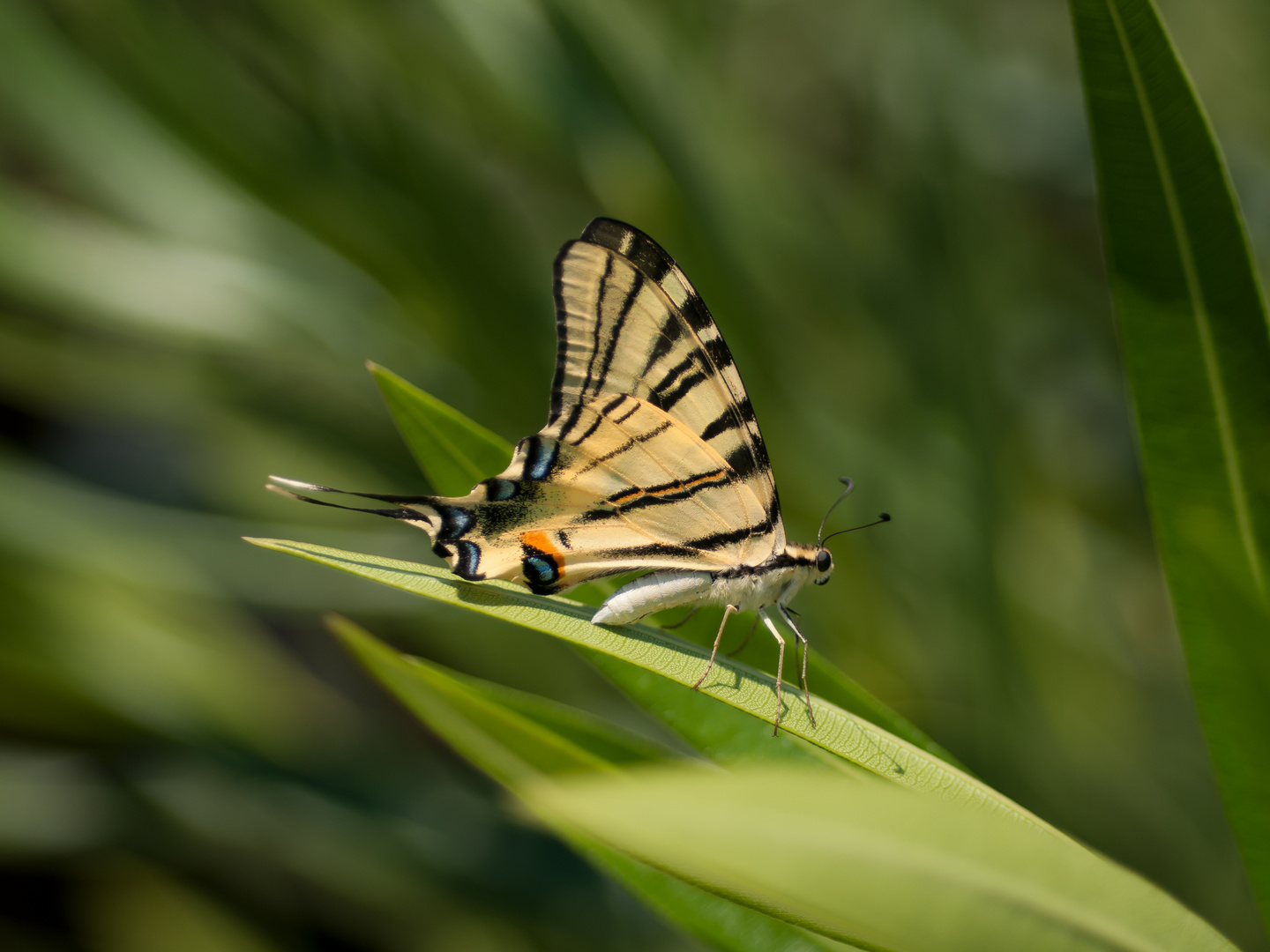 Schwalbenschwanz (Papilio machaon)