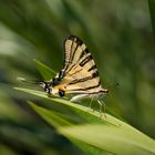 Schwalbenschwanz (Papilio machaon)