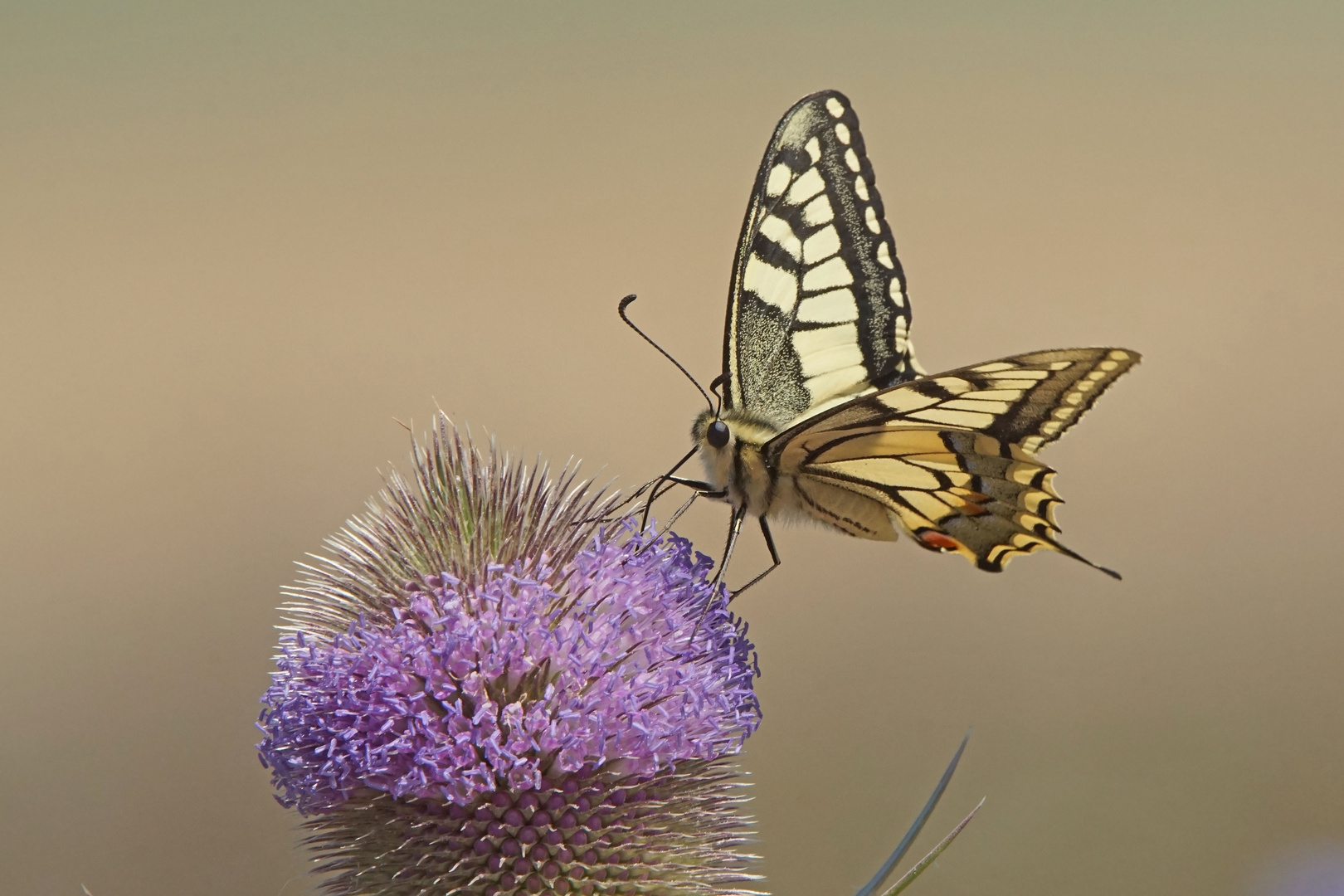 Schwalbenschwanz (Papilio machaon)