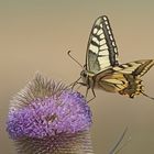 Schwalbenschwanz (Papilio machaon)