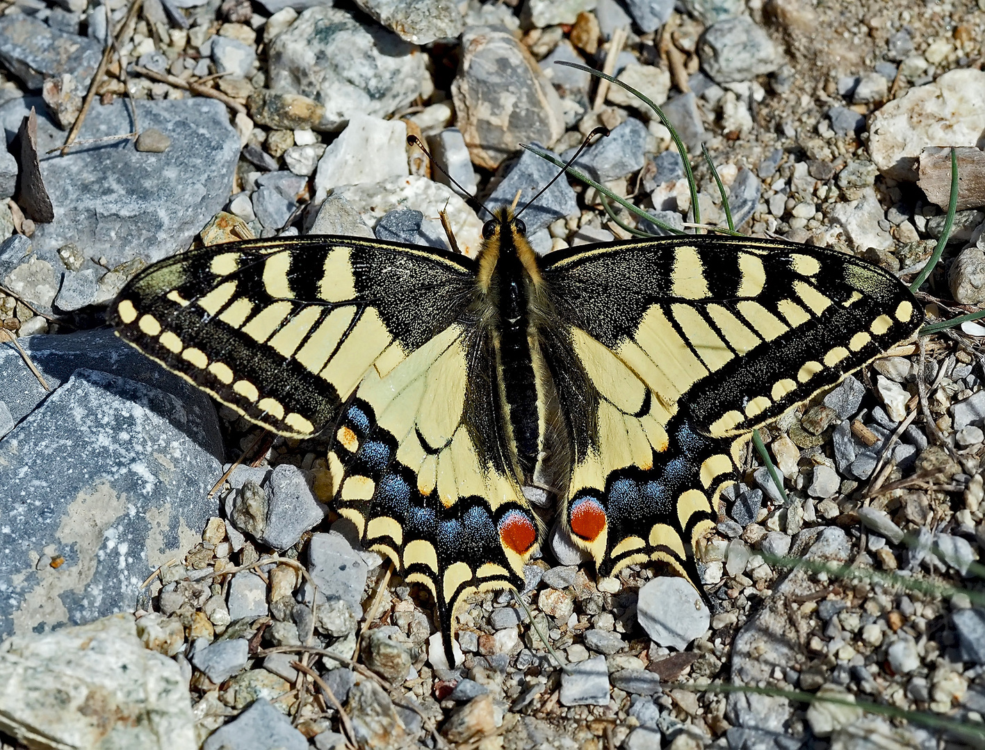 Schwalbenschwanz (Papilio machaon)