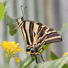 Schwalbenschwanz (Papilio machaon) 