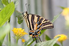 Schwalbenschwanz (Papilio machaon) 