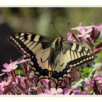 Schwalbenschwanz (Papilio machaon) -