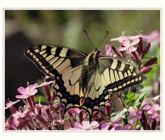 Schwalbenschwanz (Papilio machaon) -