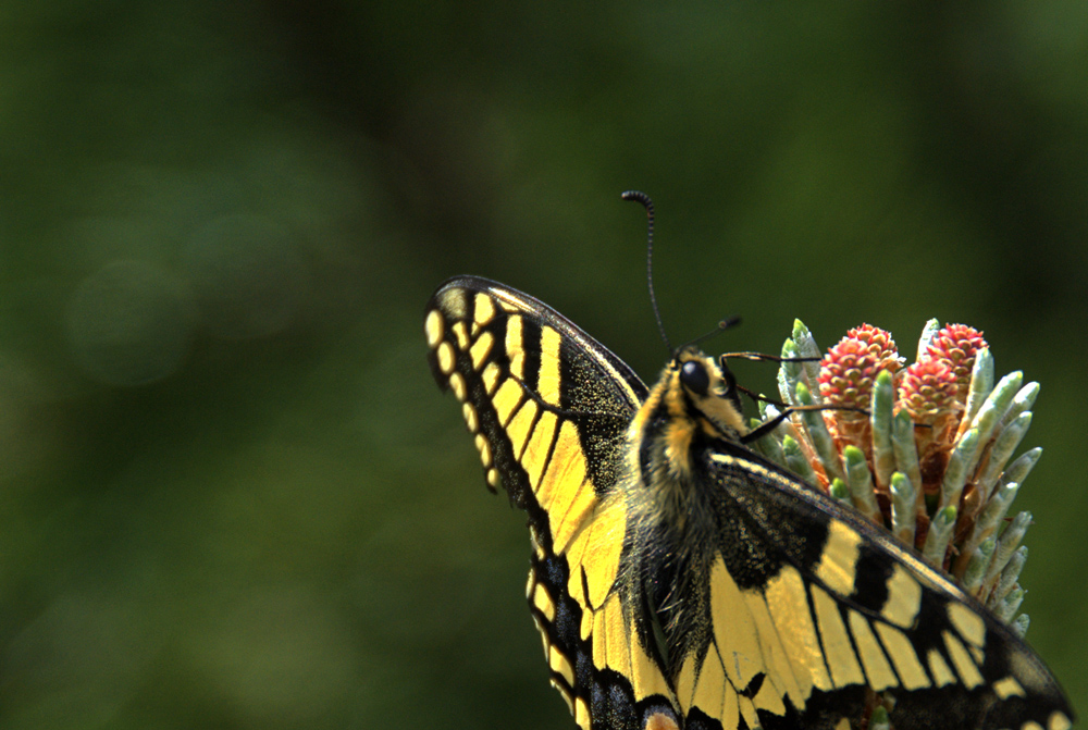 Schwalbenschwanz (Papilio machaon) auf Bergföhrenblüte