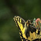 Schwalbenschwanz (Papilio machaon) auf Bergföhrenblüte
