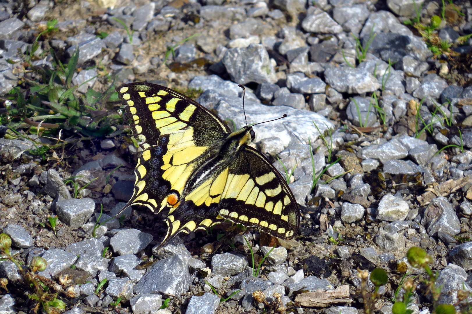 Schwalbenschwanz, Papilio machaon, auf einem  Waldweg ruhend