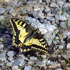 Schwalbenschwanz, Papilio machaon, auf einem  Waldweg ruhend