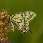 Schwalbenschwanz ; Papilio machaon auf Sauerampfer (Rumex acetosa)