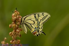 Schwalbenschwanz ; Papilio machaon auf Sauerampfer (Rumex acetosa)