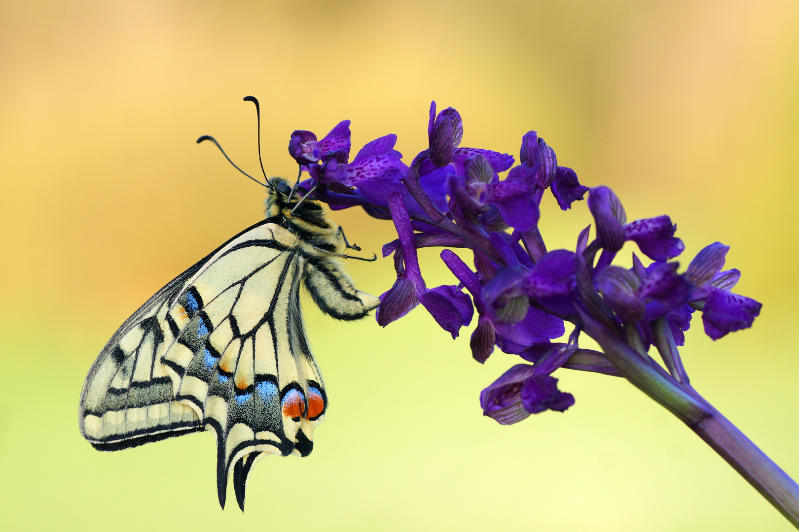 Schwalbenschwanz (Papilio machaon)