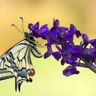 Schwalbenschwanz (Papilio machaon)