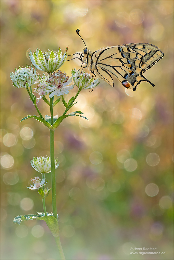 Schwalbenschwanz Papilio machaon