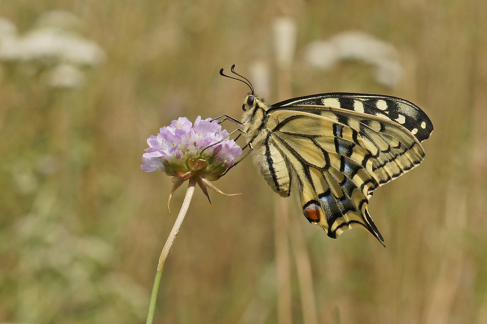 Schwalbenschwanz (Papilio machaon)