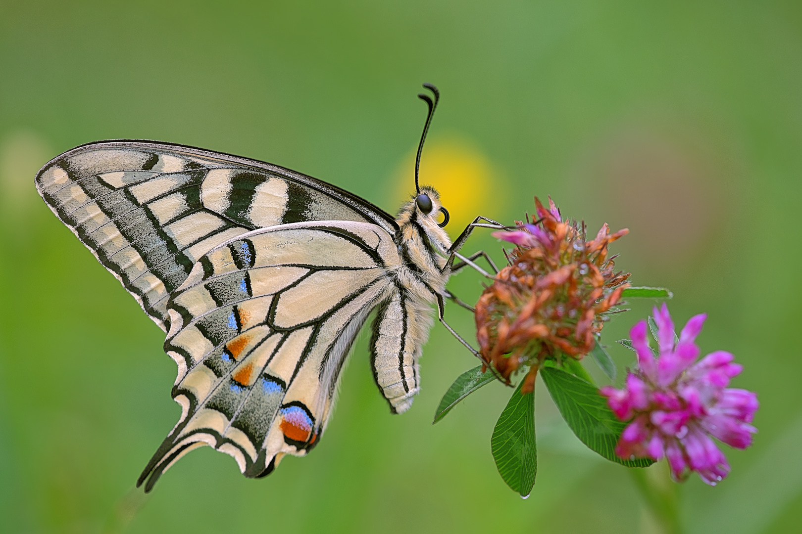 ... Schwalbenschwanz (papilio machaon) ...