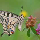 ... Schwalbenschwanz (papilio machaon) ...