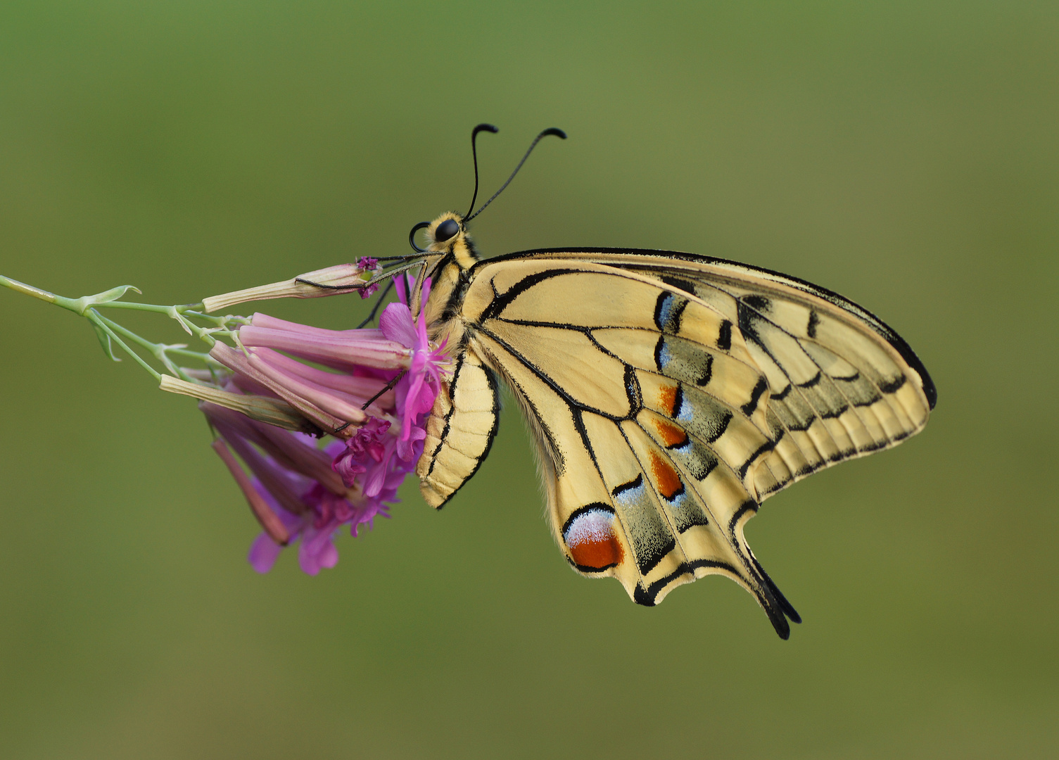 Schwalbenschwanz (Papilio machaon)