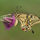 Schwalbenschwanz (Papilio machaon)