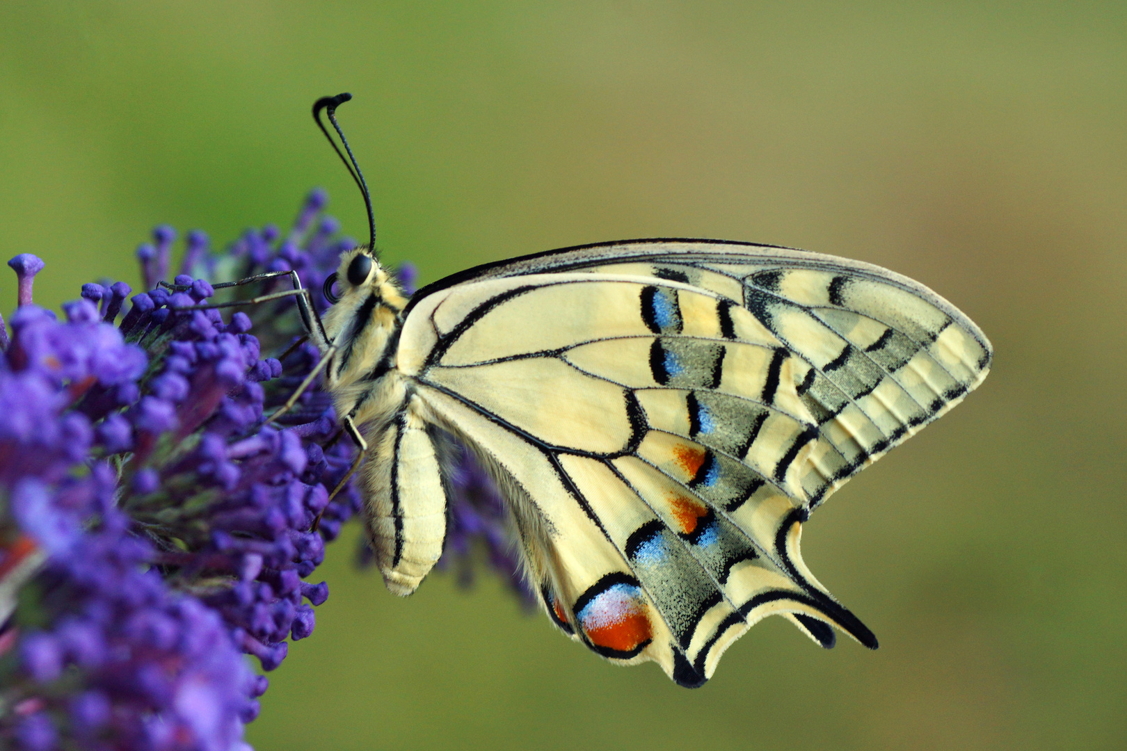 Schwalbenschwanz (Papilio machaon)