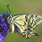 Schwalbenschwanz (Papilio machaon)