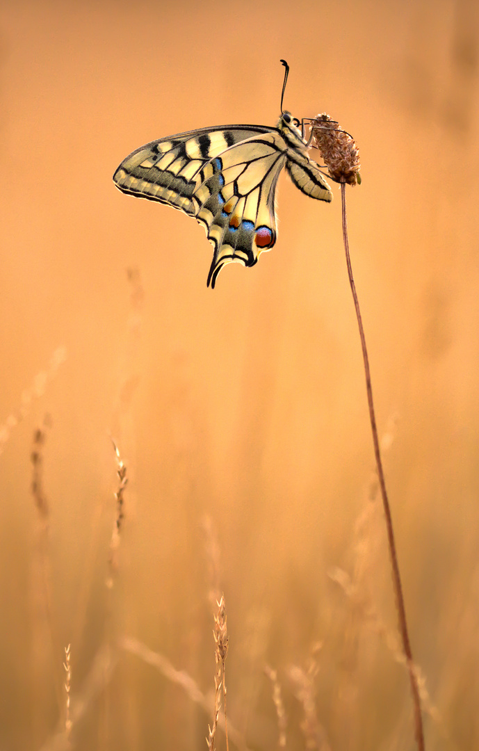 Schwalbenschwanz - Papilio machaon