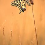 Schwalbenschwanz - Papilio machaon