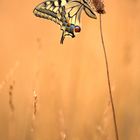 Schwalbenschwanz - Papilio machaon