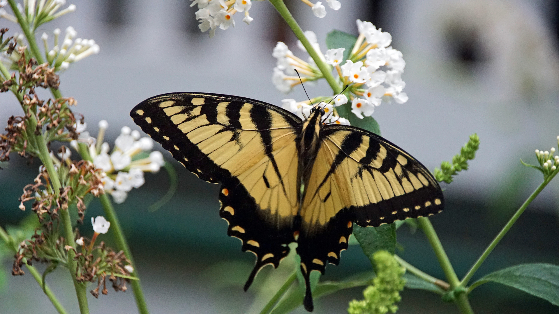 Schwalbenschwanz Papilio machaon