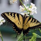 Schwalbenschwanz Papilio machaon