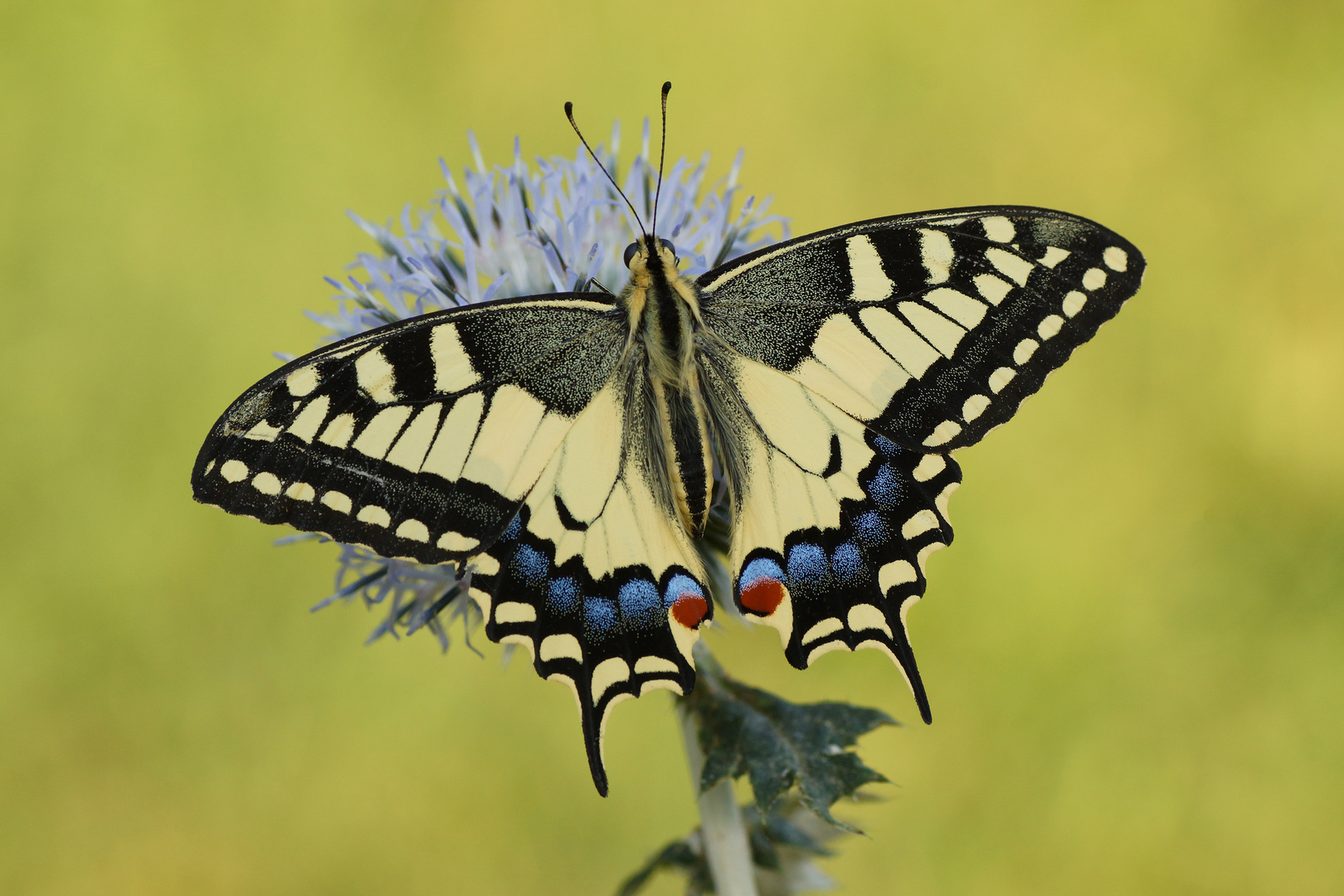 Schwalbenschwanz (Papilio machaon)