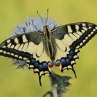 Schwalbenschwanz (Papilio machaon)