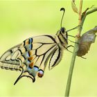 Schwalbenschwanz - Papilio machaon