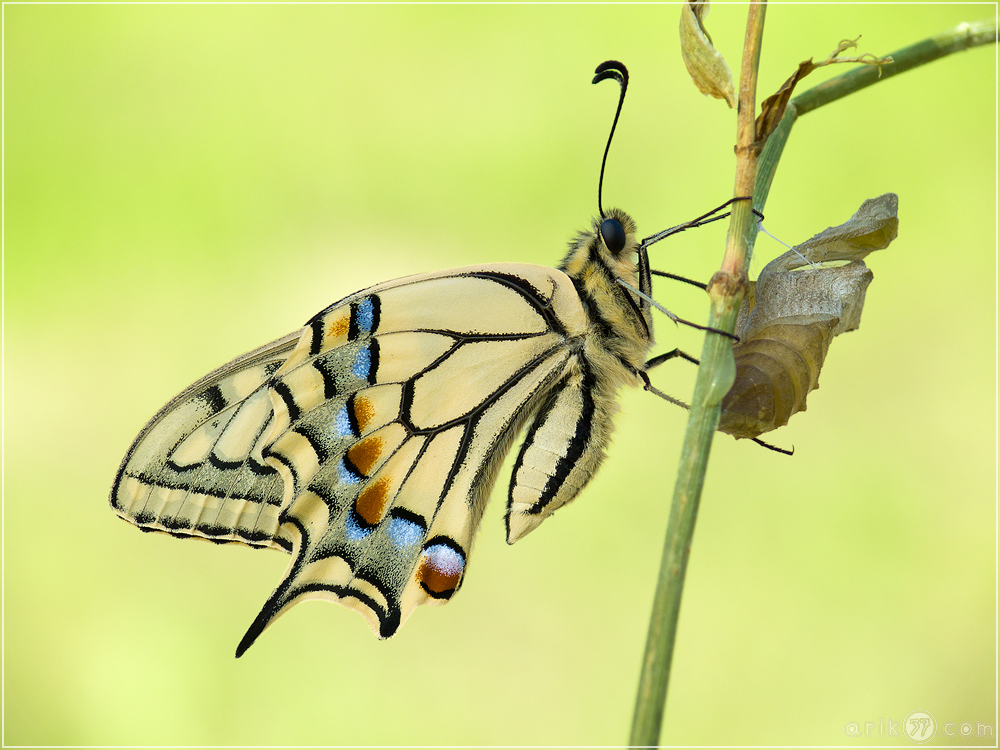 Schwalbenschwanz - Papilio machaon