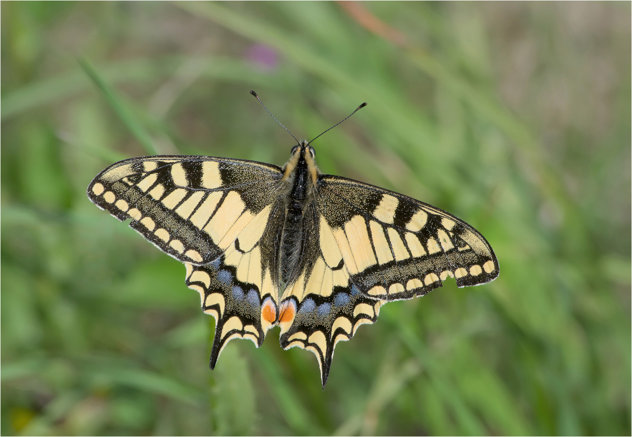 Schwalbenschwanz (Papilio machaon)