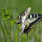 Schwalbenschwanz  (Papilio machaon)