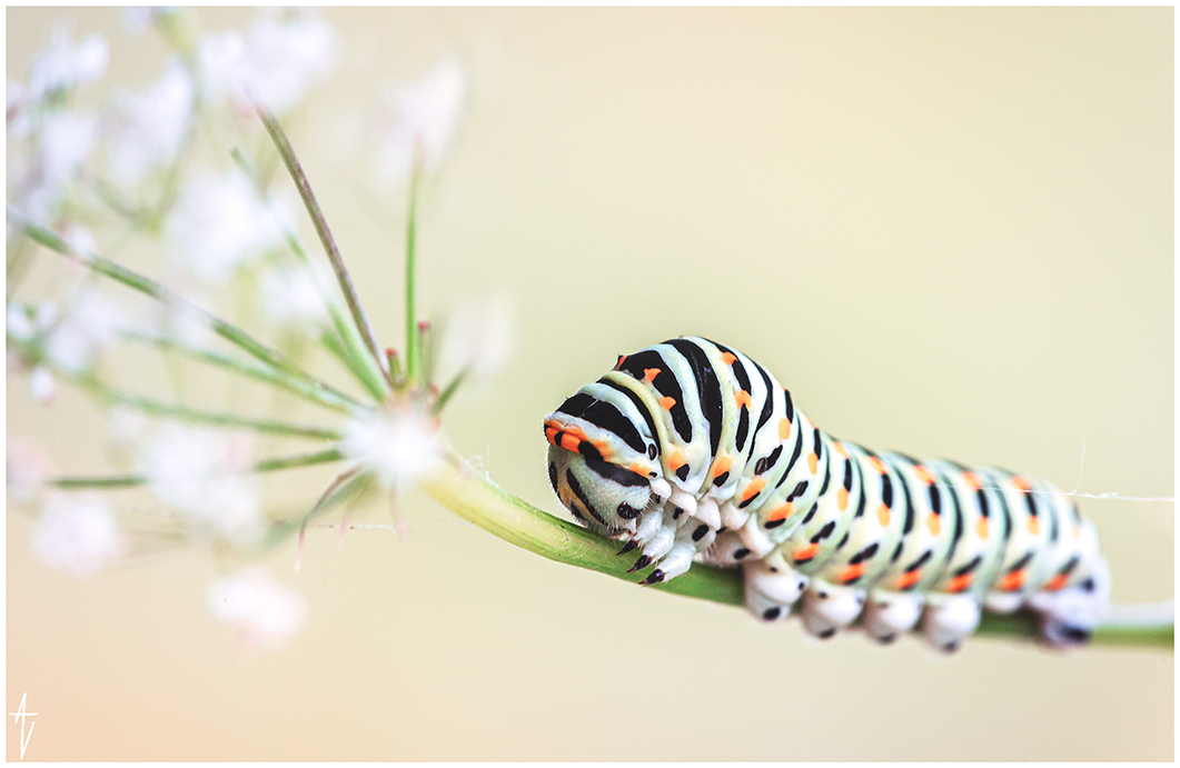 Schwalbenschwanz (Papilio machaon)