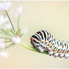 Schwalbenschwanz (Papilio machaon)