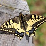 Schwalbenschwanz (Papilio machaon)