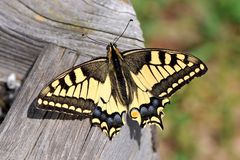 Schwalbenschwanz (Papilio machaon)