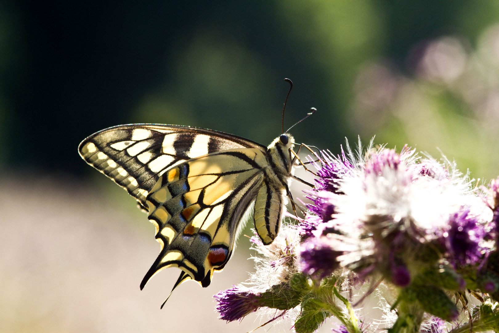 Schwalbenschwanz (Papilio machaon)