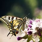 Schwalbenschwanz (Papilio machaon)