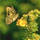 Schwalbenschwanz (Papilio machaon) 