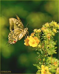 Schwalbenschwanz (Papilio machaon) 